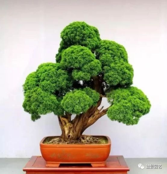 48种绝世盆景,绝世惊艳之作