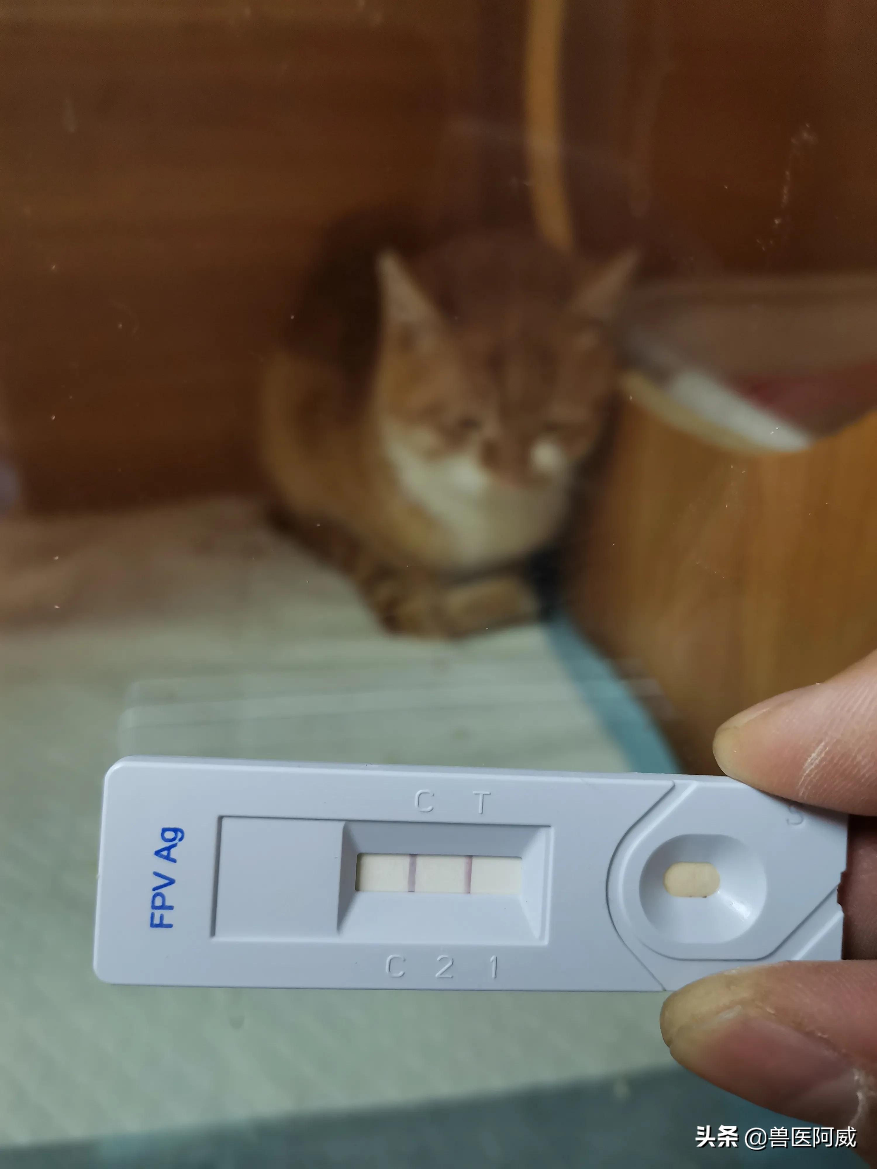 猫瘟和疱疹病毒交叉感染,猫瘟感染幼猫