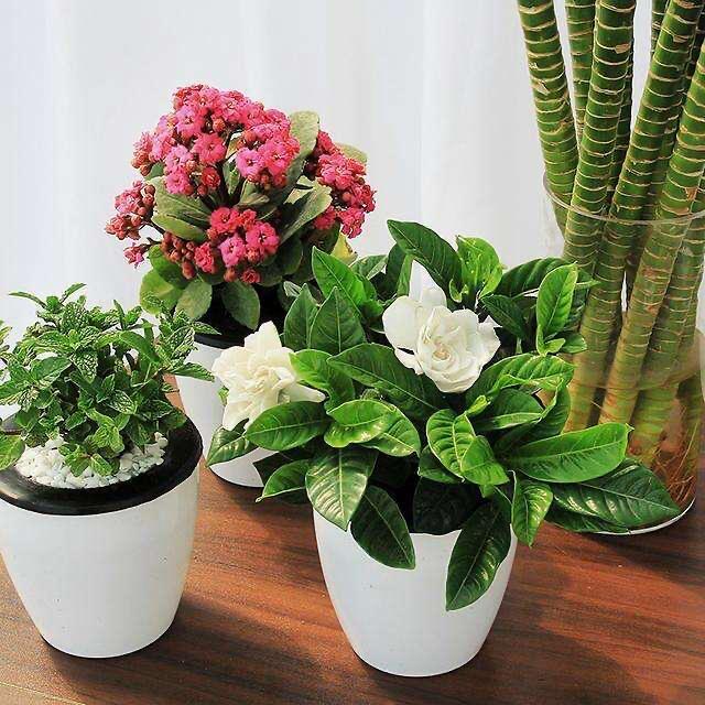 橘子皮养花施什么肥好用,橘子皮肥料适合种菜吗