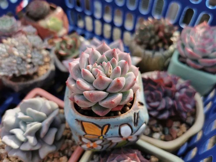 我和多肉,我与多肉