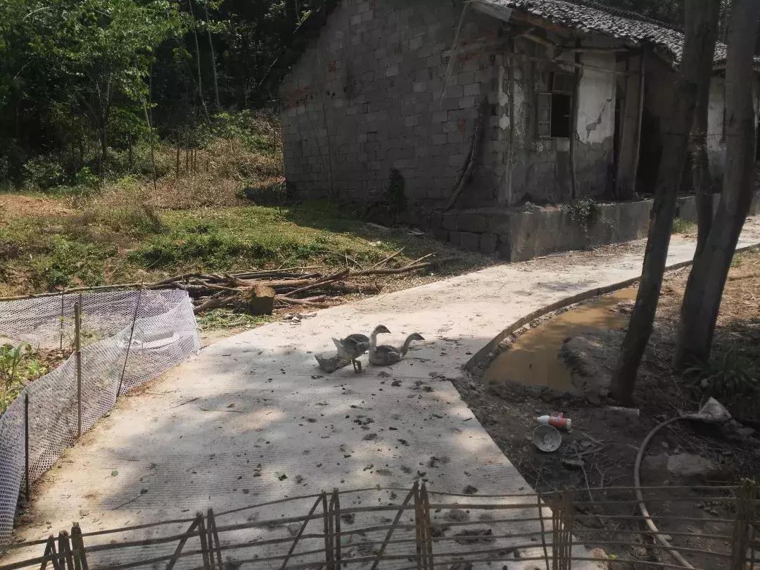 小鹰和小鹰的故事,小鹰故事