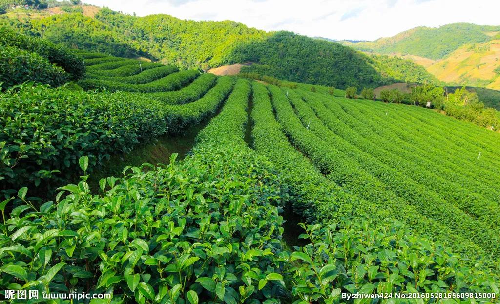 精油随心配夏天,精油调制无火香氛