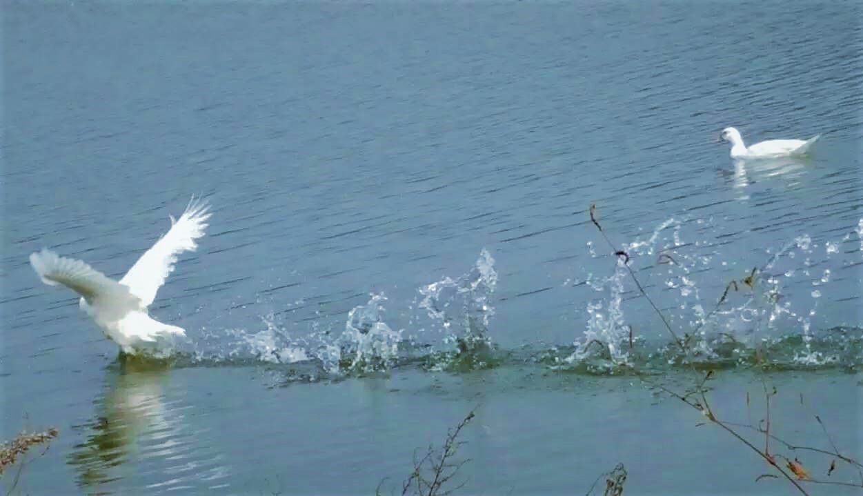 大连铭湖牧场一日游攻略,大连铭湖牧场观光图片