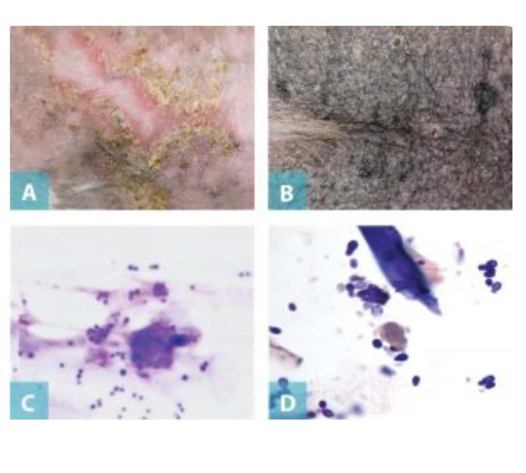犬异位性皮炎诊断方法,犬异位性皮炎的特效药