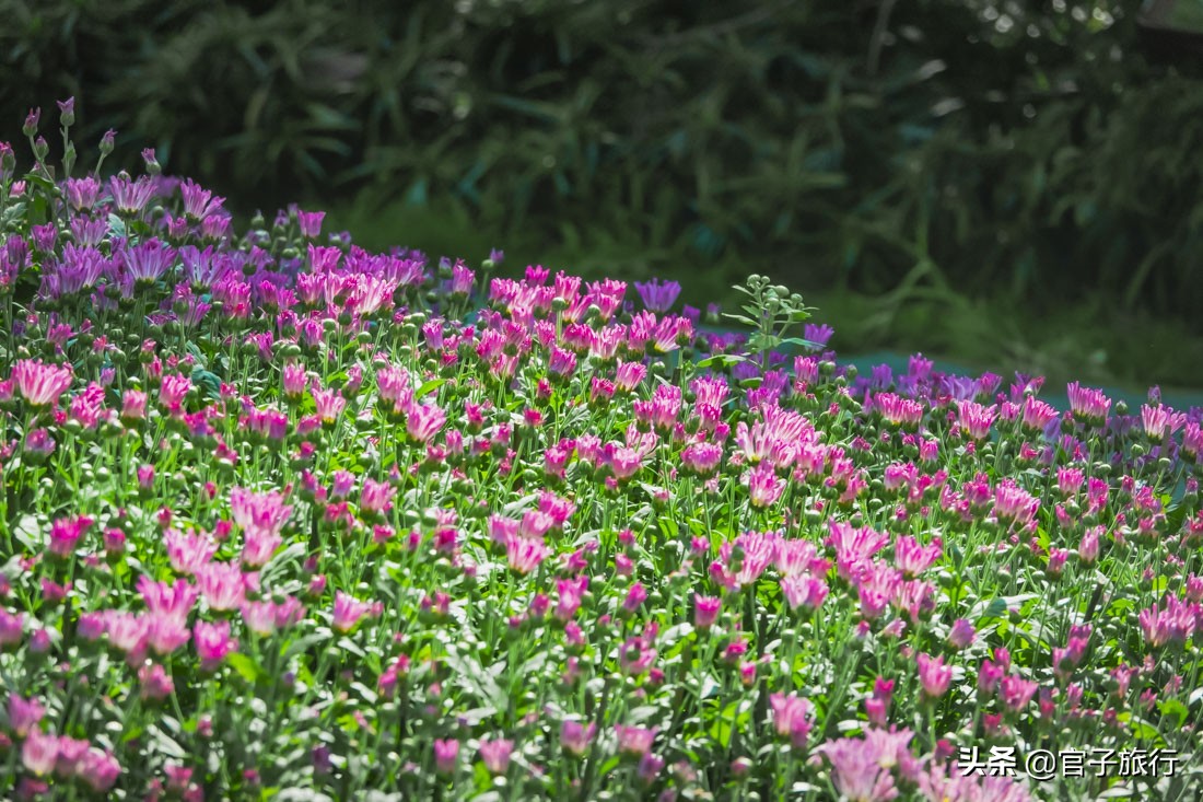 再游青秀山，看“熊猫级”国宝苏铁王，只为千年等一回的告别
