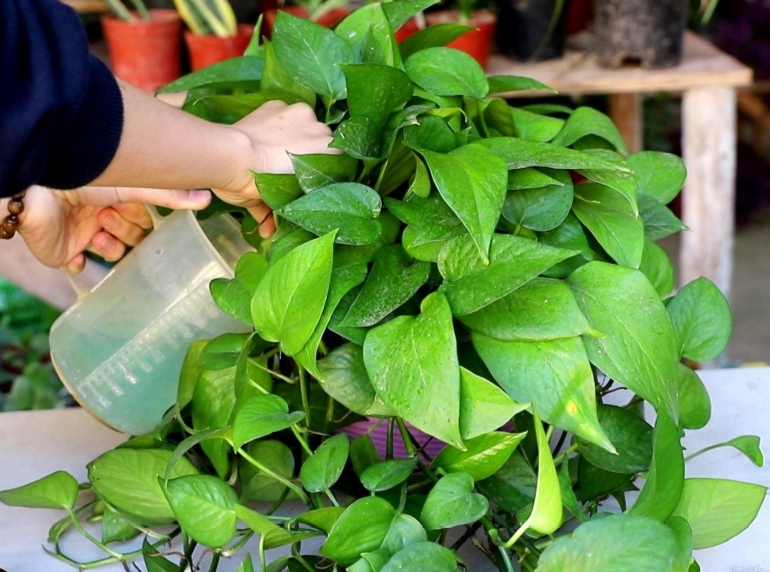 想要绿萝养得好，方法很简单，抓住主要关键点