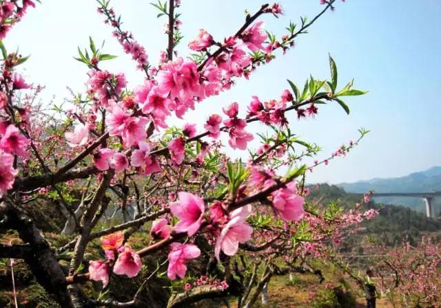 蚧壳虫白粉虱用什么特效药杀死,蚜虫红蜘蛛白粉虱蚧壳虫防治