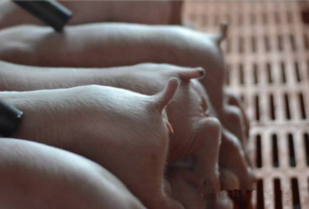 哺乳期母猪不吃食怎么办,哺乳母猪不吃食一招解决方法