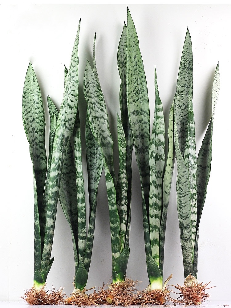 适合阳光暴晒的观叶绿植,适合室内养的高端观叶绿植