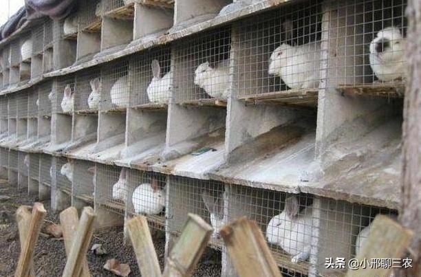 兔子如何养殖应该注意什么,兔子养殖技巧及兔子粪便处理