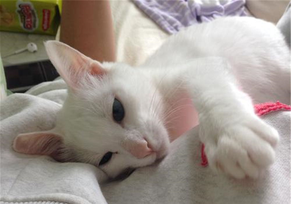 猫咪双眼皮手术真的有用吗,猫咪眼睑内翻的症状与治疗方法图