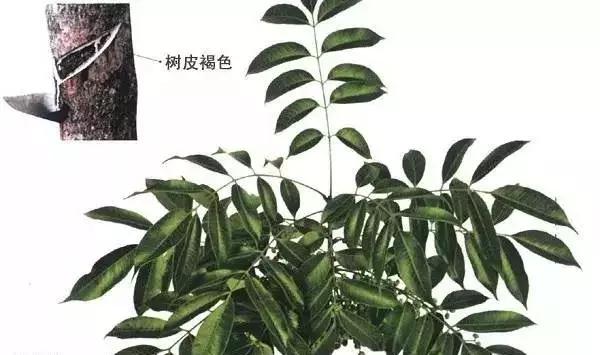 木蜡油和桐油漆有什么区别,油漆水性漆木蜡油出来效果对比