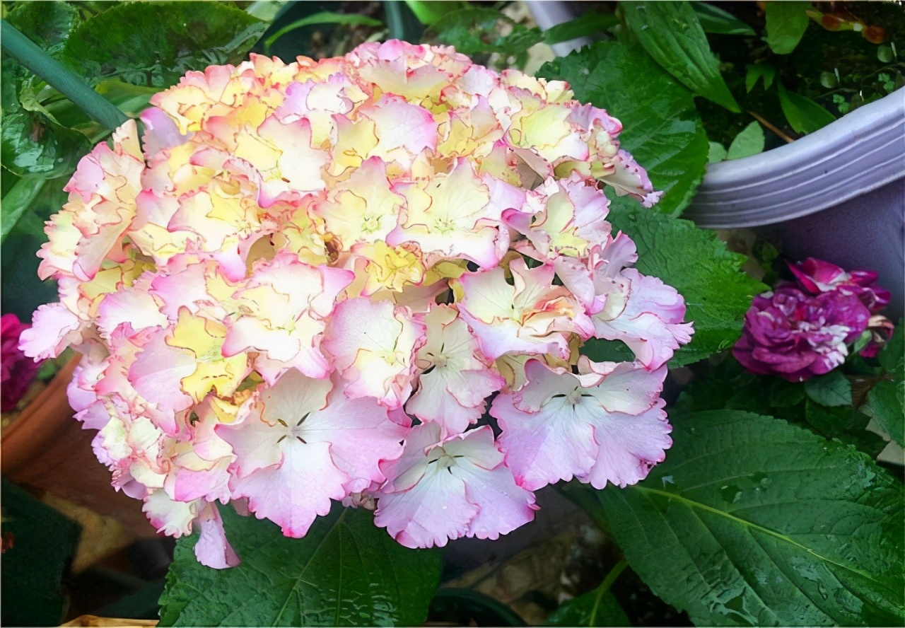 李子柒的院子都种的啥,李子柒推荐的三种花