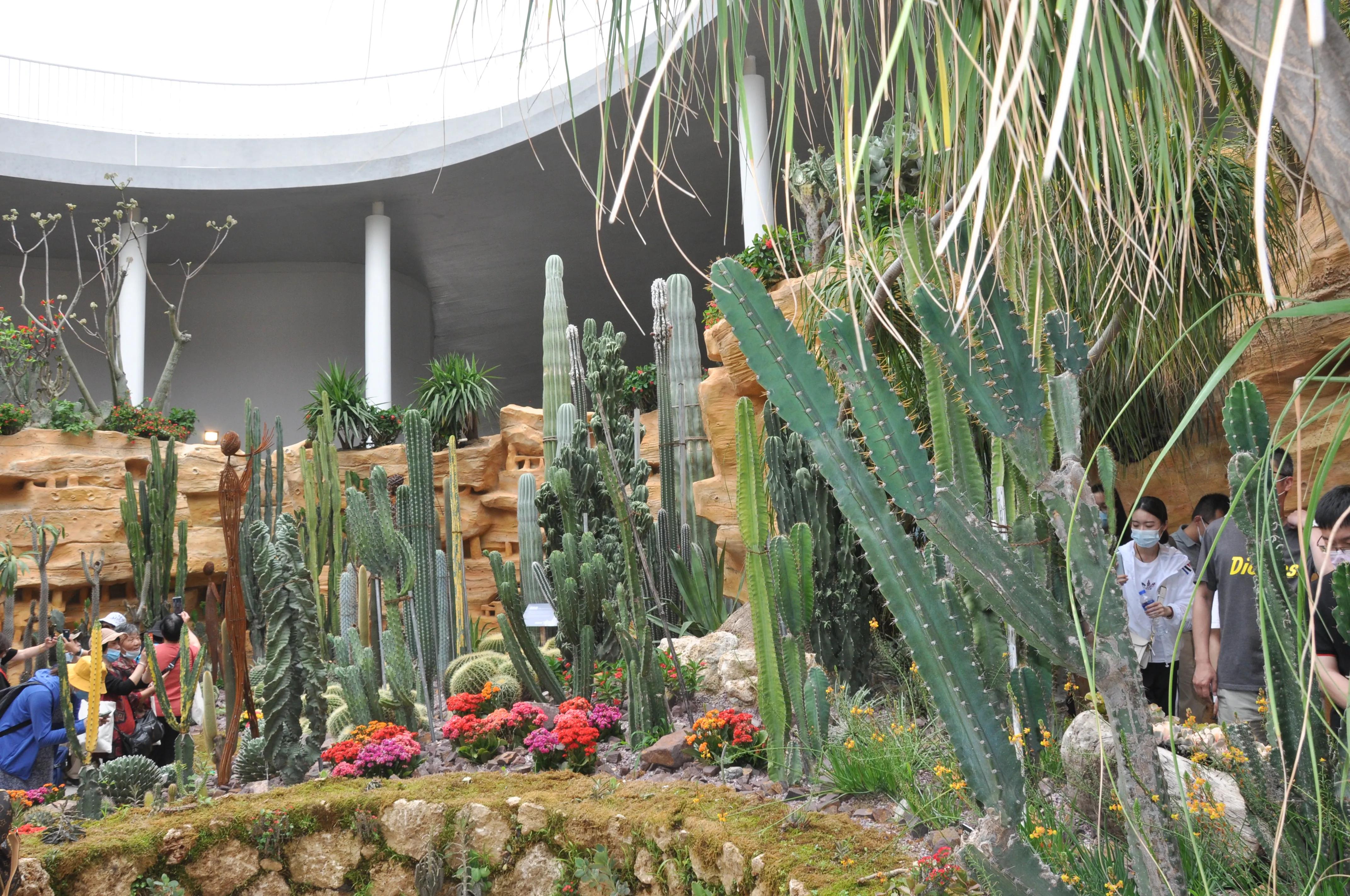 漳州东南花都花博会巡游,花博会花神巡游打卡