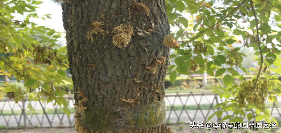 防止园林虫害的方法,园林虫害及防治汇总表