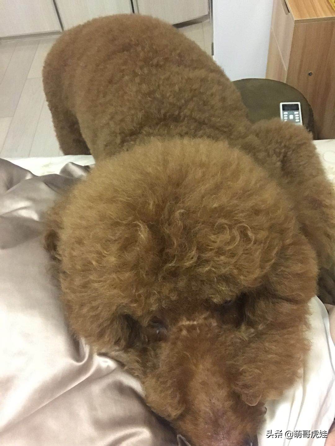 泰迪怕打雷下雨,泰迪打雷发抖