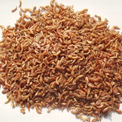 龙鱼喂食小金鱼,龙鱼喂食器多少钱