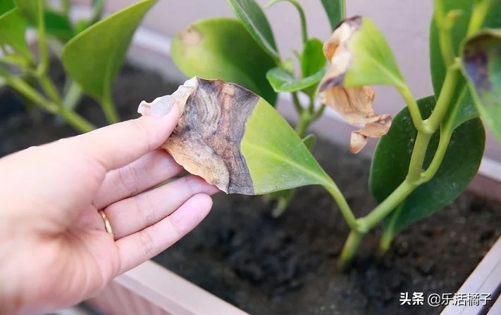 植物浇水浇的次数太多会怎样,植物浇水太多怎么补救