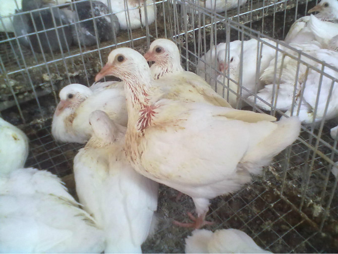 育雏肉鸽喂小鸭饲料可以么,肉鸽的人工孵化