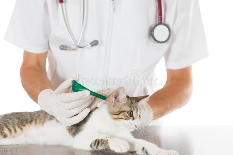 猫咪有寄生虫会传染给人吗,猫咪身体里有蠕虫怎么办