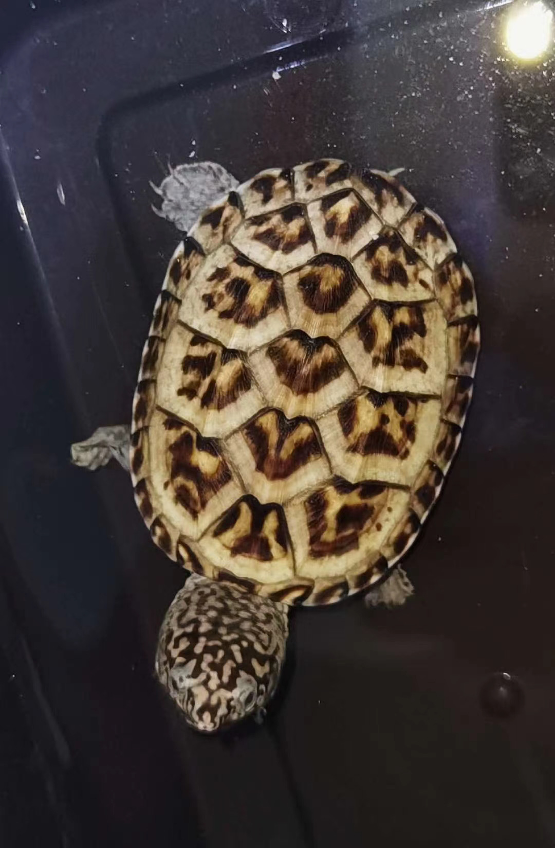 蛋龟麝香龟怎么养,墨西哥蛋龟大龟