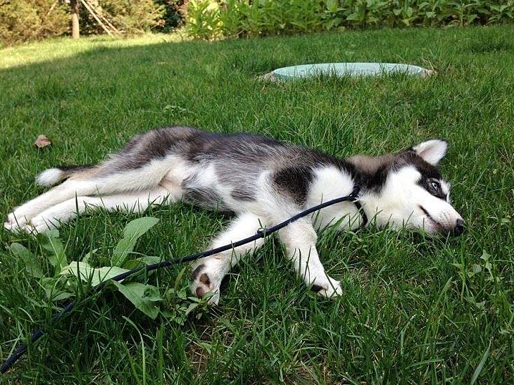 神犬哈士奇有多聪明,二哈哈士奇智商排行