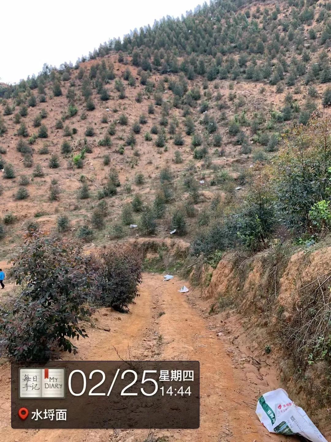 看看桂花树是什么样,最漂亮的桉树