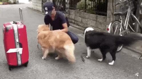 狗狗这两天摸到它就痛得叫唤,狗狗这些部位脏一点反而更健康