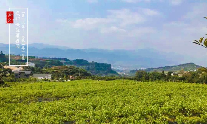 渝北周边采摘推荐,渝北茨竹附近采摘园