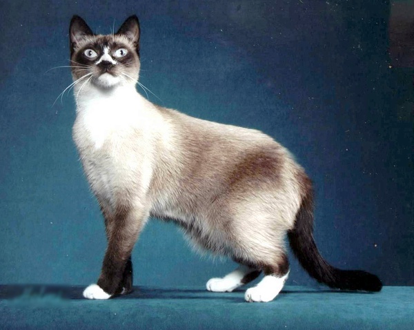 名贵猫咪的品种及图片大全,十大名贵猫咪品种排行榜