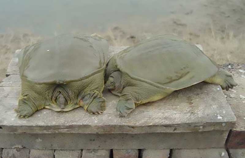 陈静涛甲鱼养殖联系方式,陈静涛甲鱼