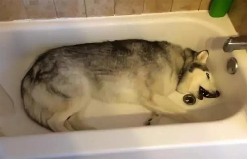 要想洗澡洗得好买的花洒很重要,花洒坏了怎么选择花洒