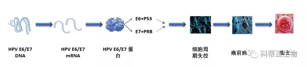国际hpv视频,国际hpv最新信息