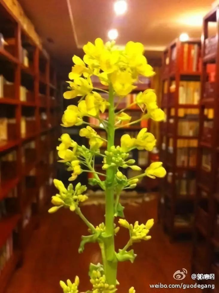 郭德纲带领德云社团唱大西厢,郭德纲学西厢