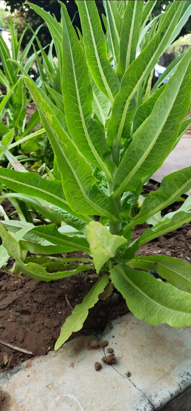 济南南部山区租个房子跟谁租,济南南部山区租一个别墅有吗