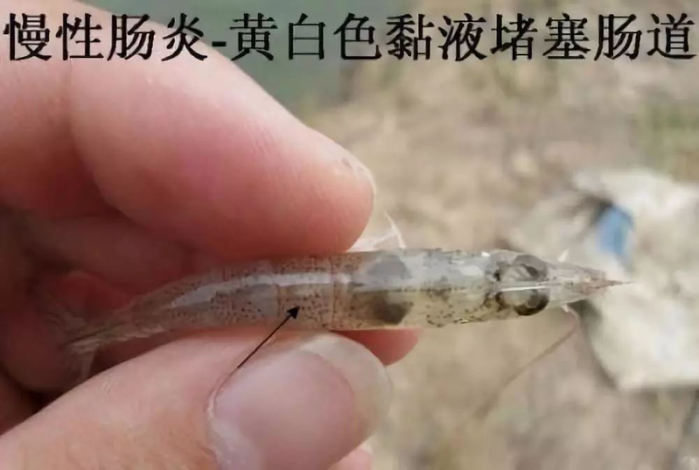 南美对虾有肠炎怎么处理,如何分辨南美白对虾肠炎