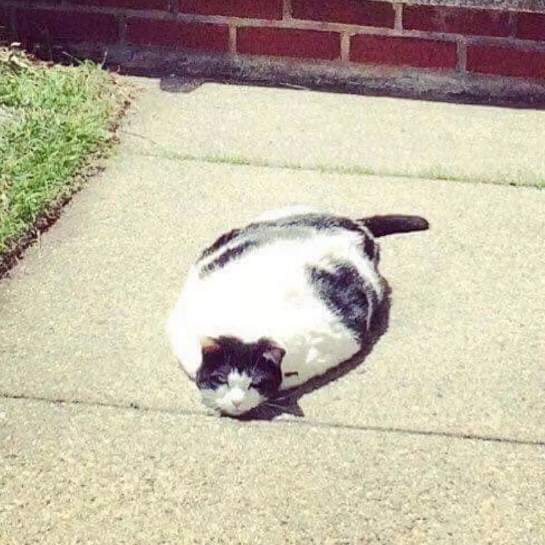 猫是液体的证据找到了吗,猫难道真的是液体吗