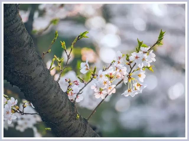 魔都四月赏花,魔都春季赏花好地方