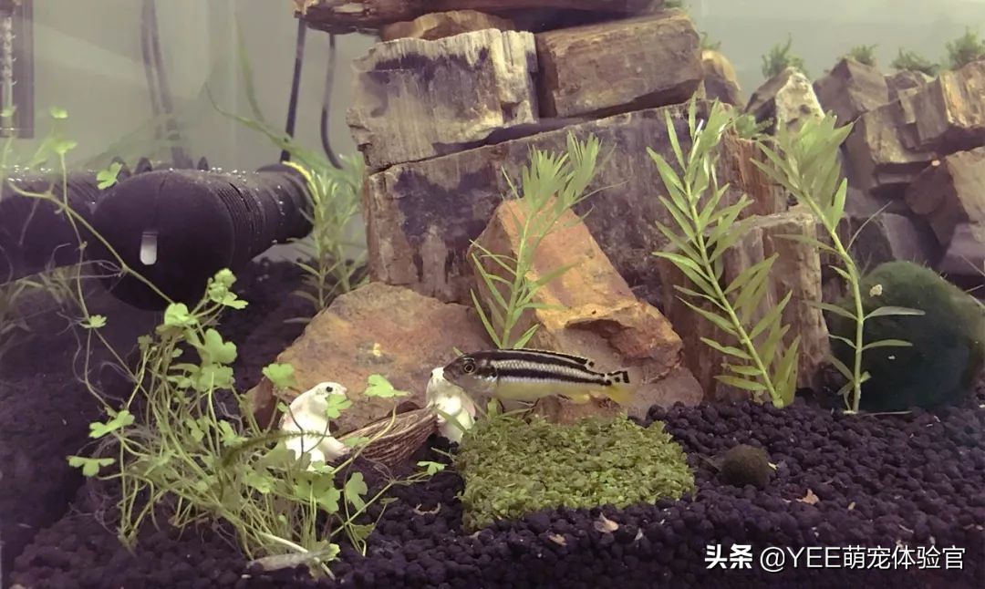 非洲凤凰：马湖小杂鲷，贪吃好斗价格低，一心只想做缸霸