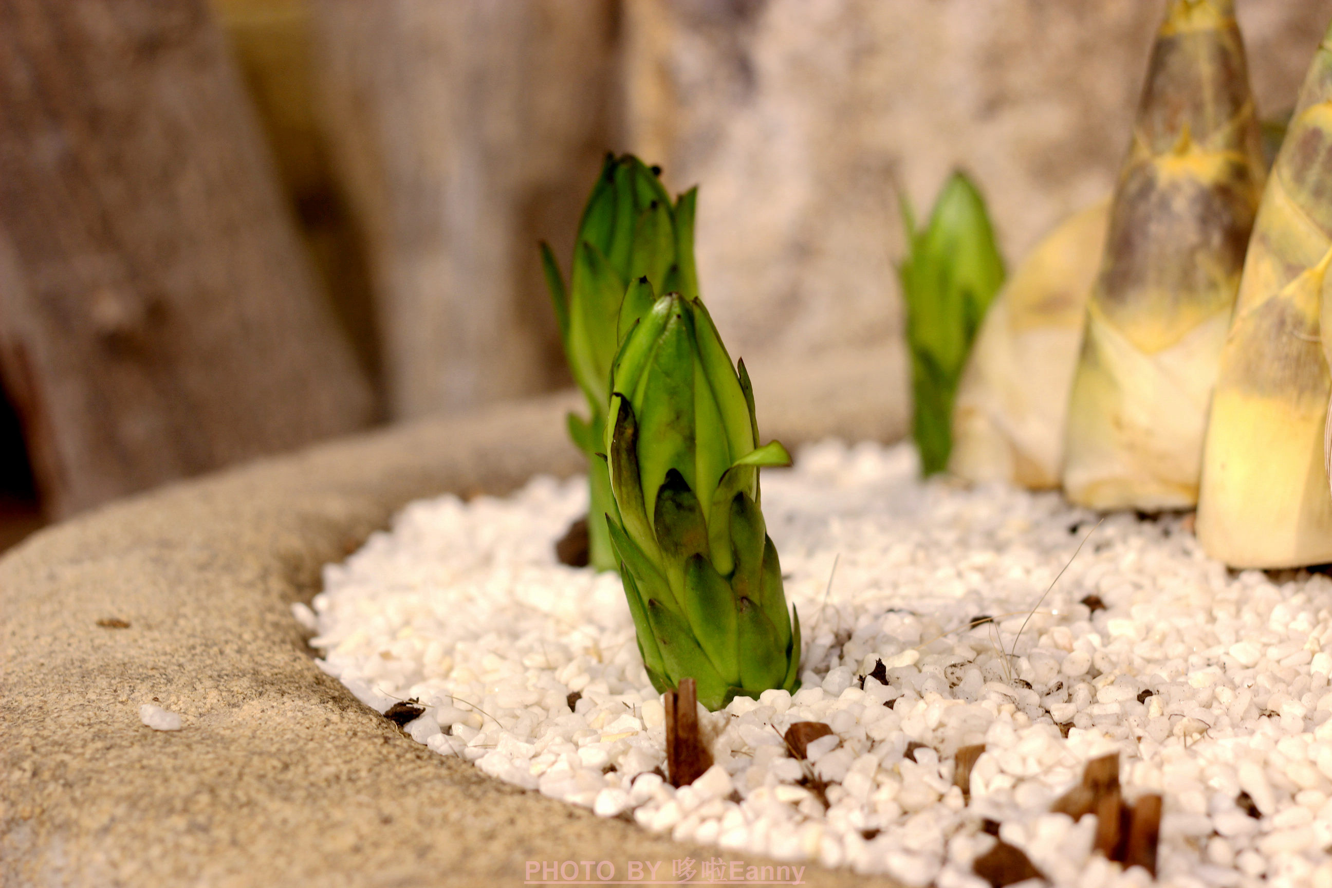来一场仪式感,最有仪式感的素食
