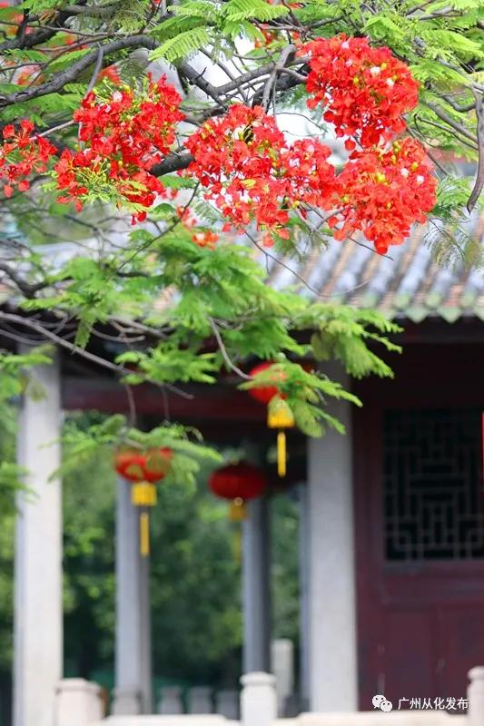 凤凰花从化,从化江浦凤凰花
