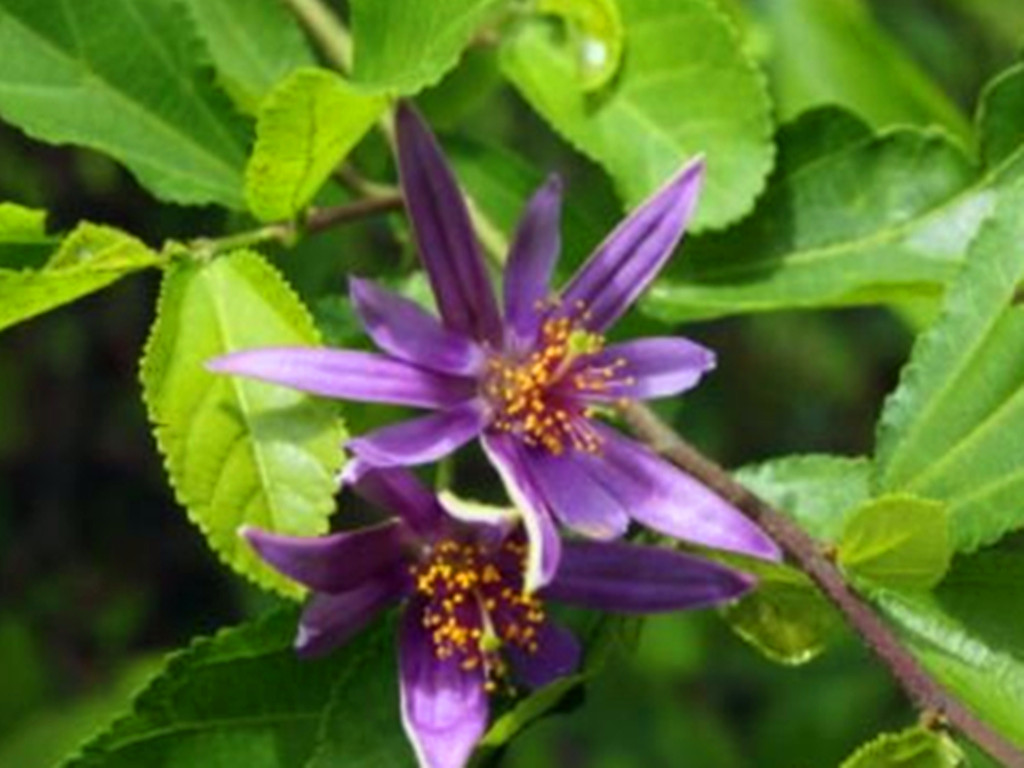 这种花被誉为植物界的红宝石,睡莲花好看又好养