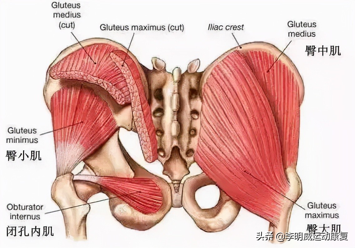 骨盆前倾骨盆不正怎么恢复,骨盆不正会造成什么后果