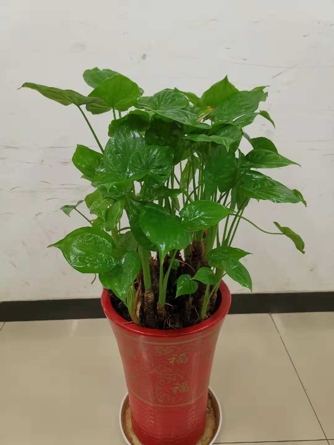 如何救活叶片枯萎多肉植物,滴水观音烂根处理后怎样栽植