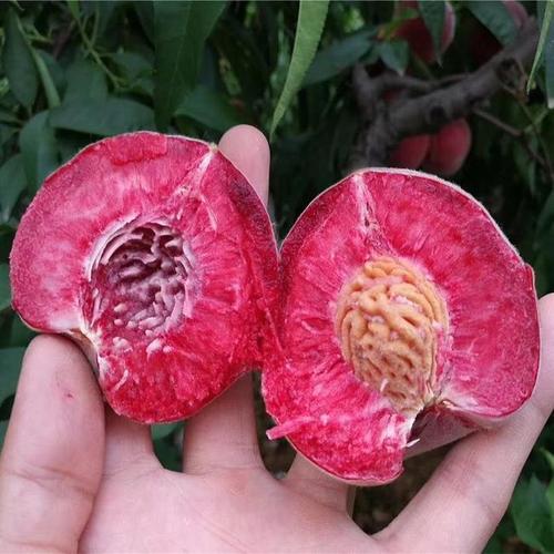 富含花青素的水果和食物有哪些,补充花青素最好的水果是什么