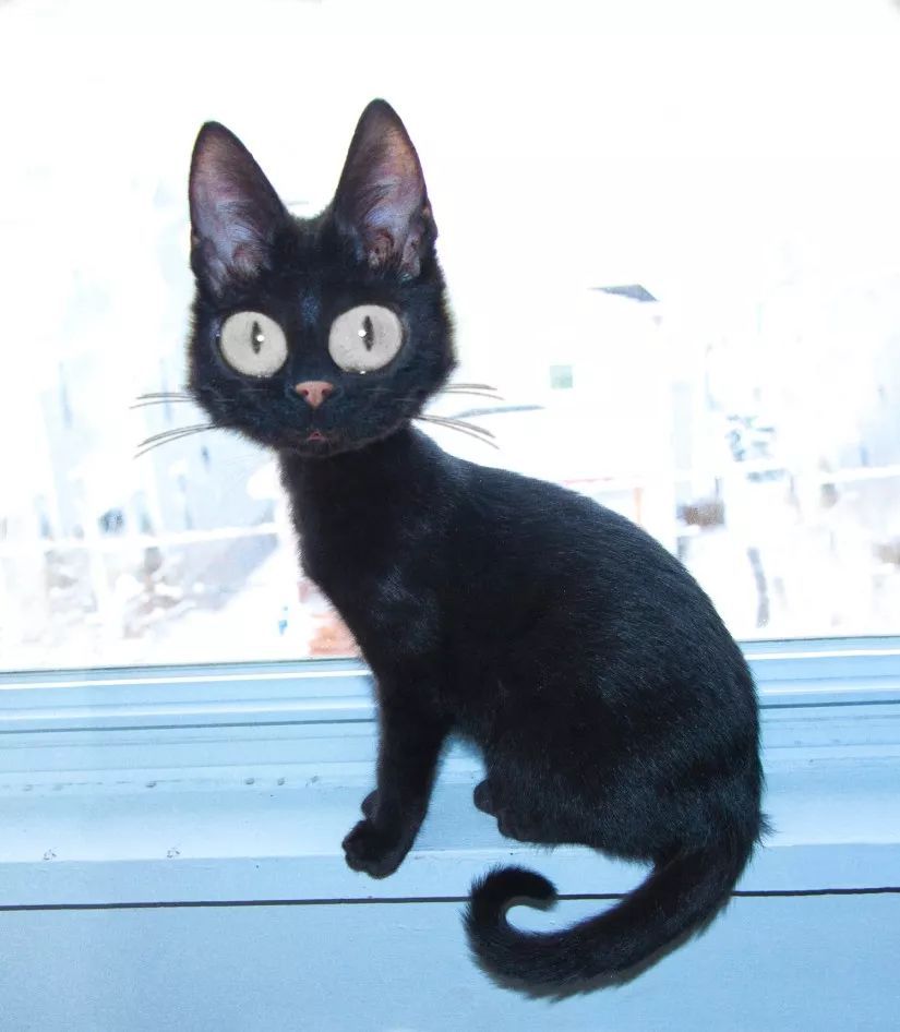 吉卜力动画风格特征,吉卜力电影片头龙猫原图