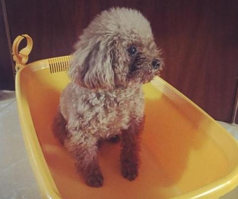 贵宾犬的寿命有多长,贵宾犬的寿命一般多少