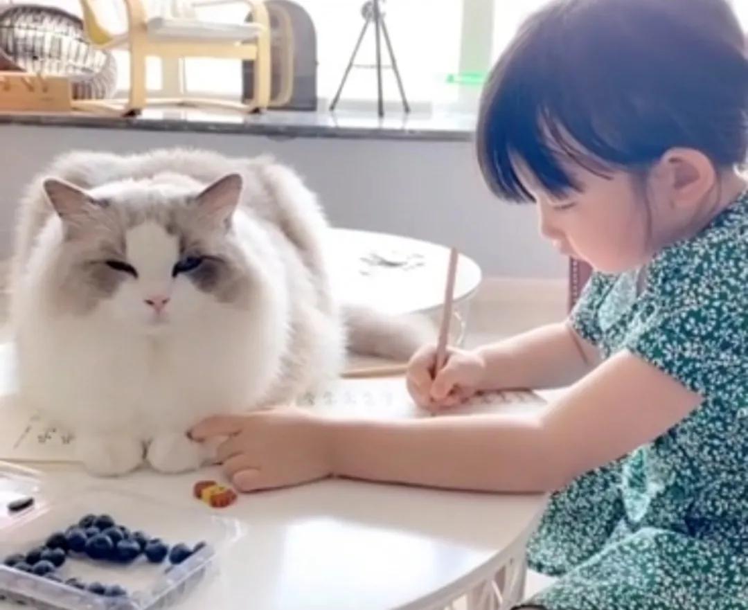 哪种猫最会带娃,什么猫带娃最好