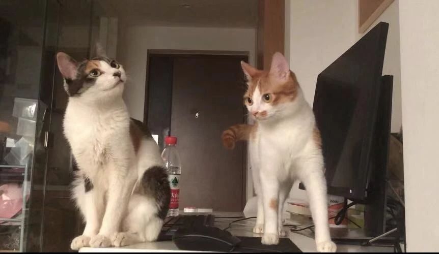 猫咪吃猫饭便便不臭,你家猫拉屎有多臭