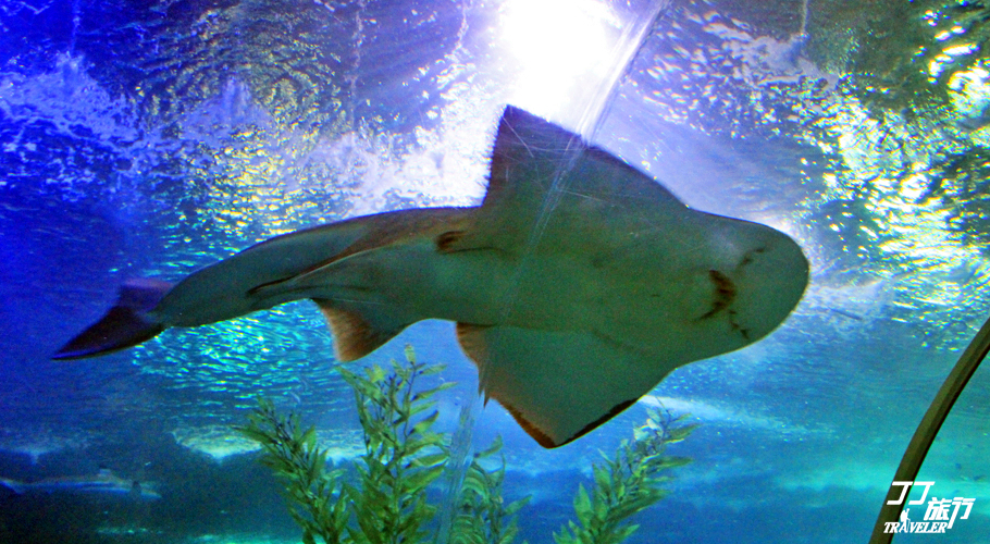 青岛最大的海洋世界在哪里呀,山中有海海上有门是谁写的